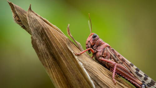 At the start of the year desert locusts also swarmed into Kenya by the hundreds of millions, from Somalia and Ethiopia, destroying farmland and threatening an already vulnerable region. (AP Photo/Ben Curtis)