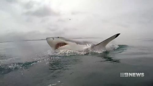 The WA government isn't making a decision on shark numbers until results are released from smart drumline trials. Picture: 9NEWS 