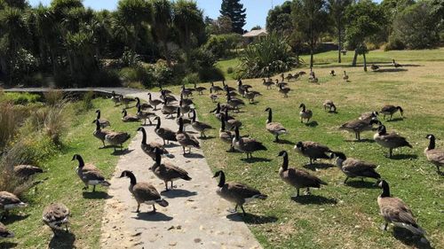Canada geese NZ lake pollution