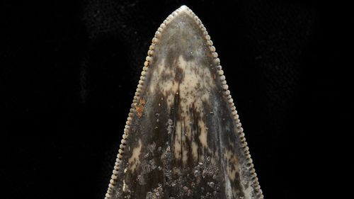 The megalodon ancestor is believed to have reached a length of 12 metres.