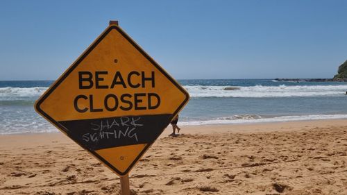 Palm Beach was closed after 10 - 15 hammerheads were spotted circling close to the flag area.