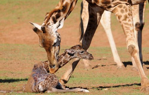 Kinky's baby giraffe is the second born for the zoo in 2019 and the 46th born at Monarto Zoo.
