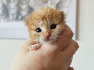 One of the kittens being fostered at The Kitten Sanctuary.