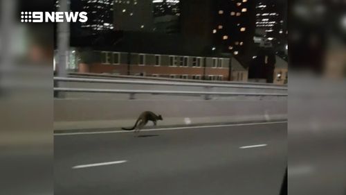 Police eventually caught up to the wallaby after a lengthy chase. (9NEWS)