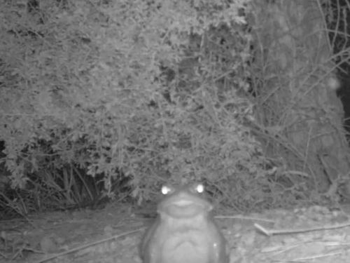 A black and white motion sensor camera captures a Sonoran desert toad at Organ Pipe Cactus National Monument, Arizona.