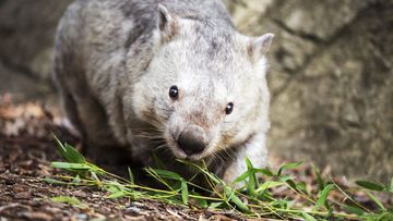 High-dollar tourists were invited to a rural property in Victoria to hunt wombats.