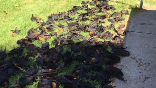 Some of the bats were found lifeless hanging from the trees, while others littered the grounds of the town's central park. (Supplied)