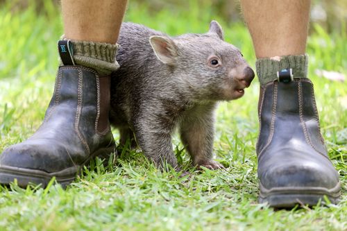 An orphaned baby wombat has been handed in to staff at the Australian Reptile Park. The adorable joey has been named Poppy and is receiving round-the-clock care