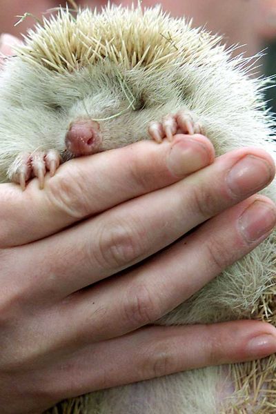 <p>Albino hedgehog</p>