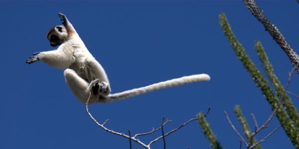 David Attenborough's Madagascar