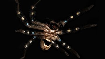 The new Shield Huntsman spider was found during an expedition through the Australian Alps.