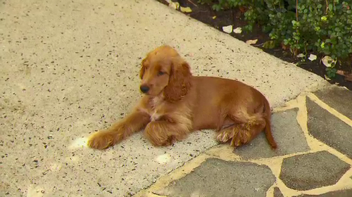 Teddy was missing for a week before being returned to his Swanbourne family. (9News)