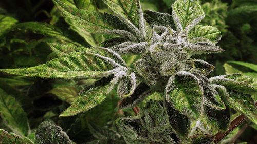New South Wales and Tasmania to collaborate on medicinal cannabis cultivation