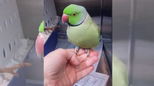 Burglars try to steal potty-mouthed parrot from Melbourne vet clinic