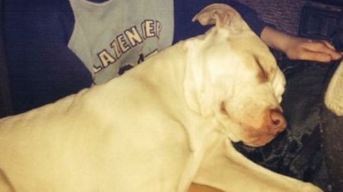 Murray River dog tried to save boy: police