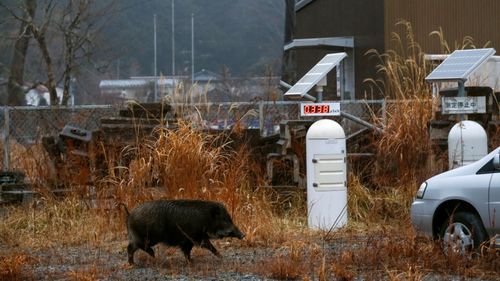 After seven years wild animals including boars roam the area. (AP).