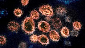 Coronavirus seen under the microscope.