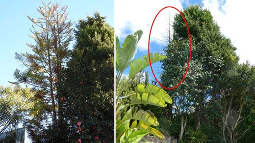 The Norfolk pine before and after it was poisoned.