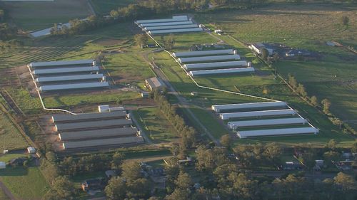 Three farms under lockdown, thousands of poultry dead in NSW bird flu outbreak - 9News