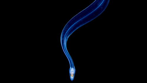 Larves d'anguilles à Lembeh, Indonésie.