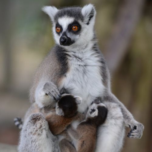 Spindles the ring-tailed lemur gave birth to twins. (Supplied)