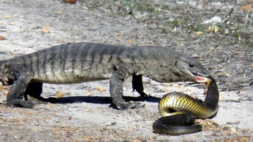 Big WA lizard eats venomous snake