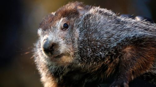 The top hat-wearing members of the Punxsutawney Groundhog Club's Inner Circle reveal Phil's forecast every February 2. (AP/AAP)