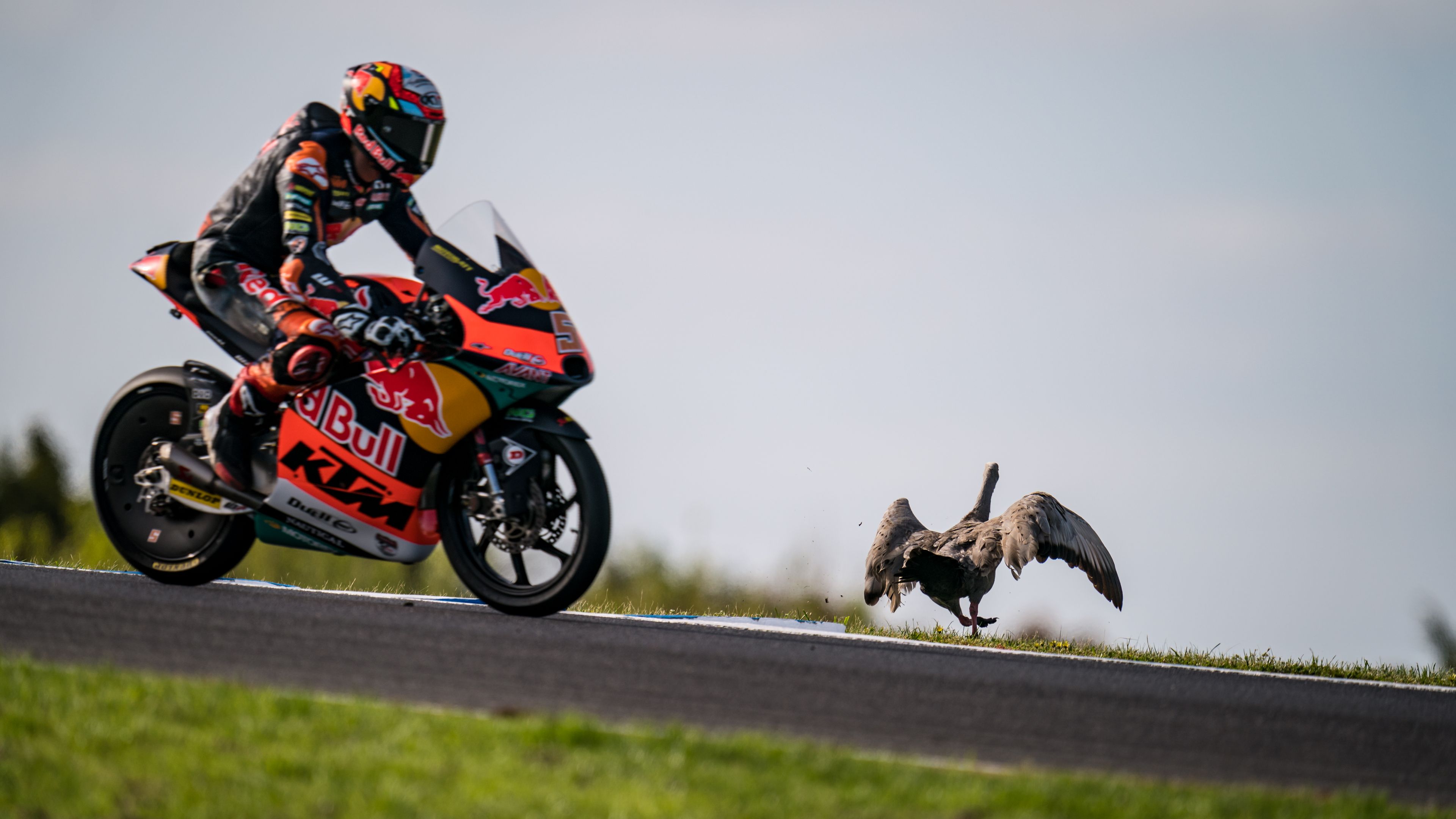 Riders up in arms after track-invading geese, wallaby disrupt motorcycle grand prix