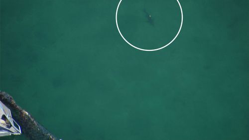 Shark spotted inside nets at Manly Cove, Sydney.