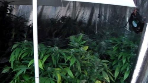 Sydney man charged after 'cannabis, snakes found in home'