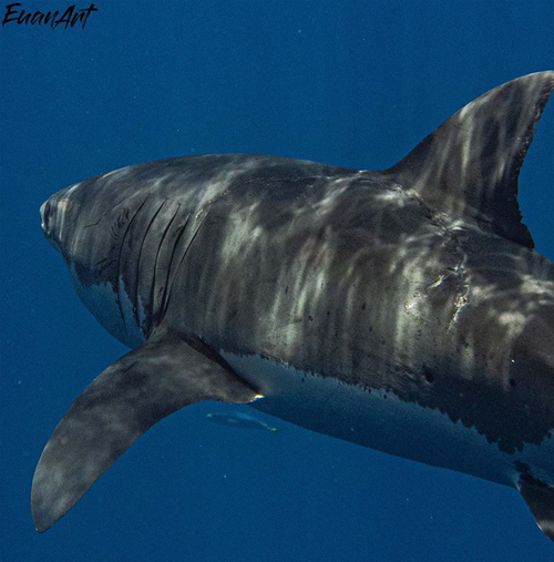 The shark is about three metres long herself. 