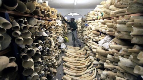 Zimbabwe National Parks official inspects the stock during a tour of the country's ivory stockpile at the Zimbabwe National Parks Headquarters in Harare. (AAP)