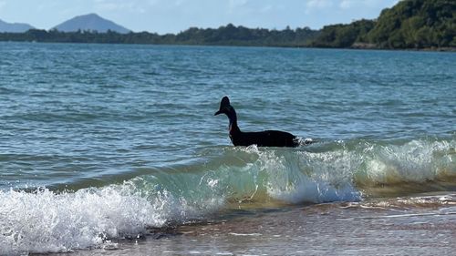 Cassowary swimming in Queensland