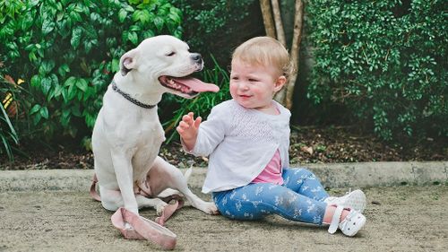 Three-legged Queensland pup becomes bub's best friend