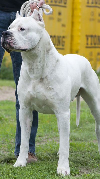 <strong>Dogo Argentino</strong>