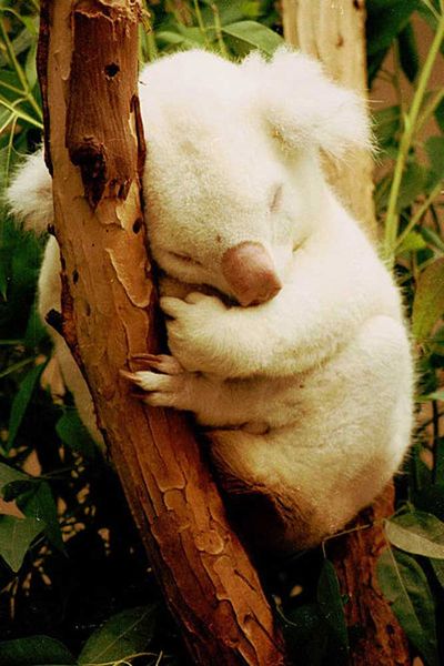 Albino Koala<br/>