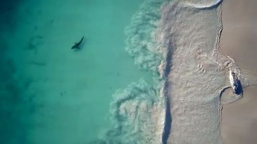 The shark was seen swimming just metres away from the dead whale. Picture: Supplied