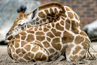 Giraffes only sleep
for 30 minutes a day