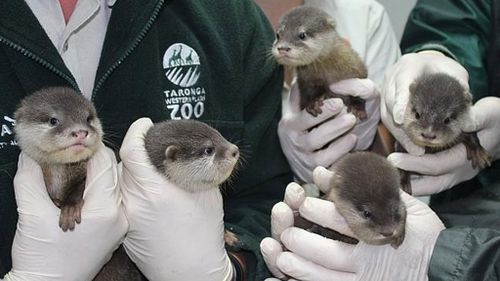 Otter pups steal hearts at Taronga Western Plains Zoo
