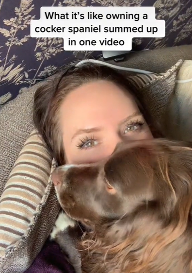 TikTok owner english cocker spaniel home alone