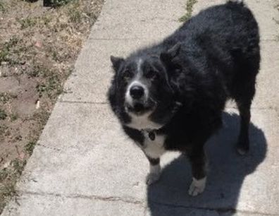 Dog with packages