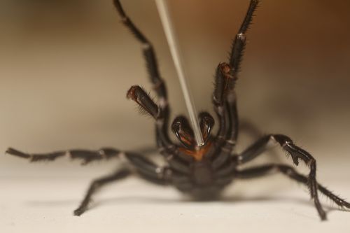 Billy Collett estimates that maybe 100 funnel-web milkings, if not more, are needed for one vial of antivenom. 
