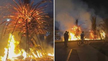 Iconic palm trees go up in flames on Melbourne foreshore