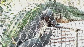 An online video showing a curious crocodile climbing a fence in Western Australia has gone viral.