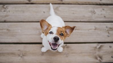 Jack russell terrier