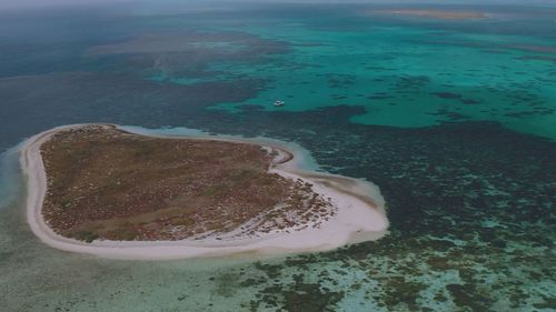 Robots and artificial intelligence used to regrow coral Abrolhos Islands