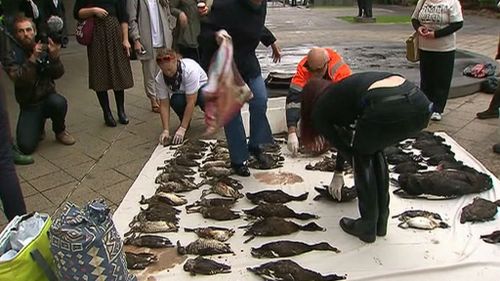 Dead birds dumped at Victorian Premier's office