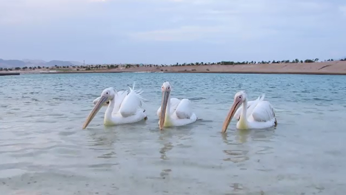 Pelicans took to water like naturals despite having never being in it before.