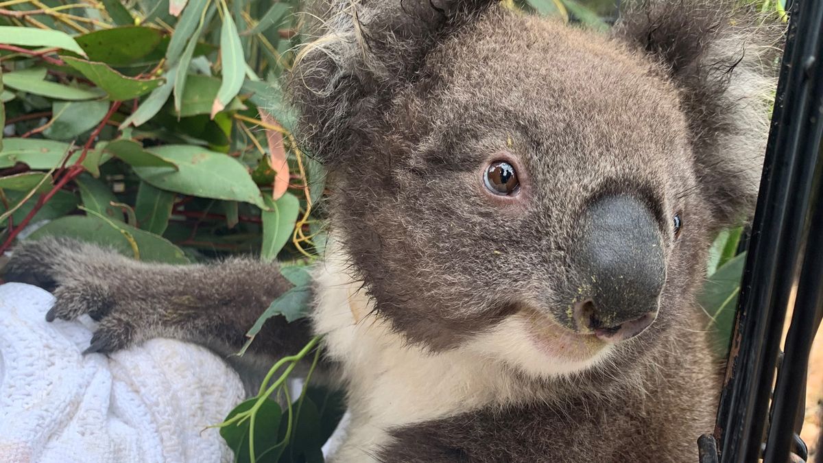 Koalas - Bush Heritage Australia