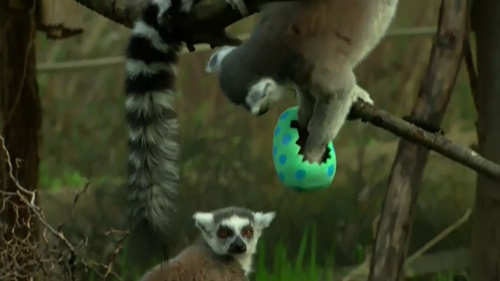 Even at London Zoo, Easter treats were handed out to the animals. (9NEWS)